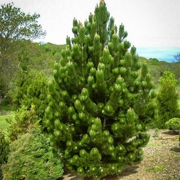 Pinus nigra - Borovica čierna ´OREGON GREEN´ kont. C35L, výška 130-150 cm
